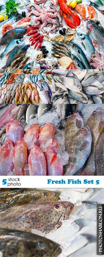 Photos - Fresh Fish Set 5