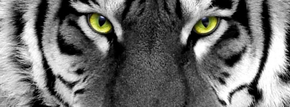Обложка для Фейсбука - Глаза тигра